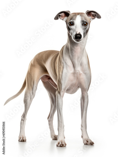 Whippet Dog Studio Shot Isolated on Clear Background  Generative AI