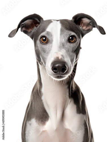 Whippet Dog Studio Shot Isolated on Clear Background  Generative AI