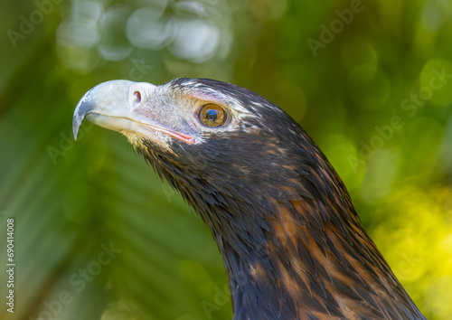 Portrait of a Wedge Tailed Eagle in Natural Captive Habitat  Queensland  Australia