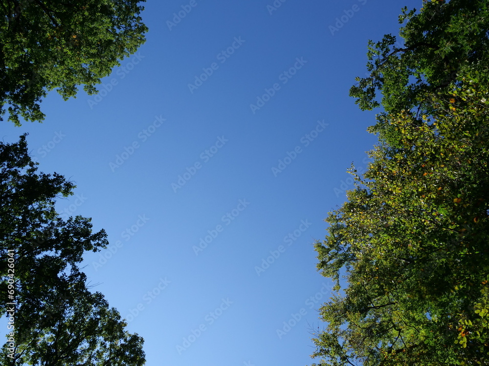 trees and sky trees and sky