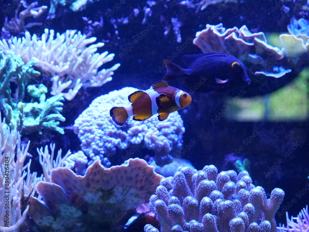 Obraz premium coral reef with fish