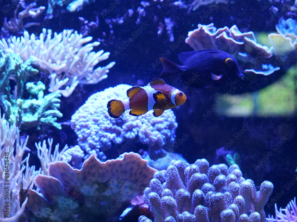 Obraz premium tropical coral reef