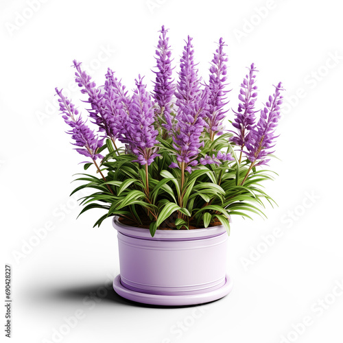 Lavender plant with flowers in a pot isolated on transparent background. Generative AI