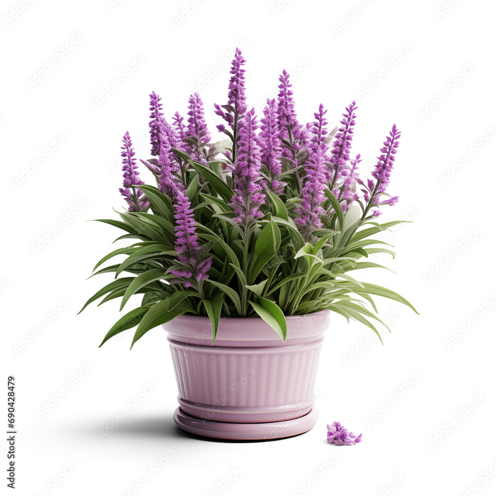 Lavender plant with flowers in a pot isolated on transparent background. Generative AI Lavender plant with flowers in a pot isolated on transparent background. Generative AI