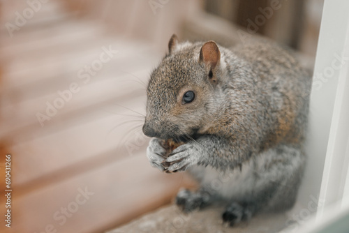 gray squirrel sits near the window and eats nuts