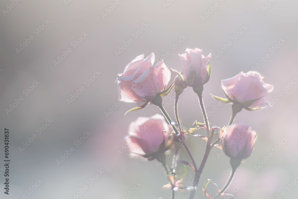 Obraz premium 空に向かって咲くピンクのバラ