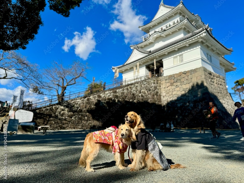 Naklejka premium 小田原城／ゴールデンレトニエル