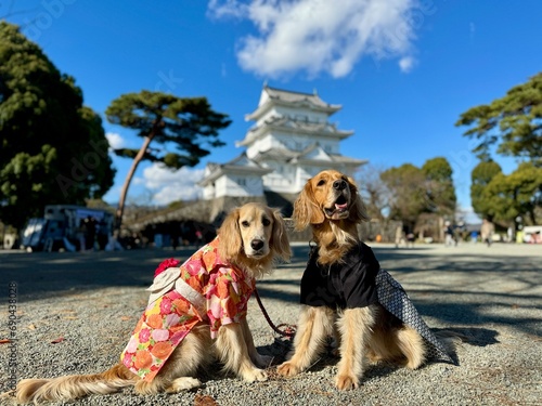 Wallpaper Mural 小田原城／ゴールデンレトニエル Torontodigital.ca