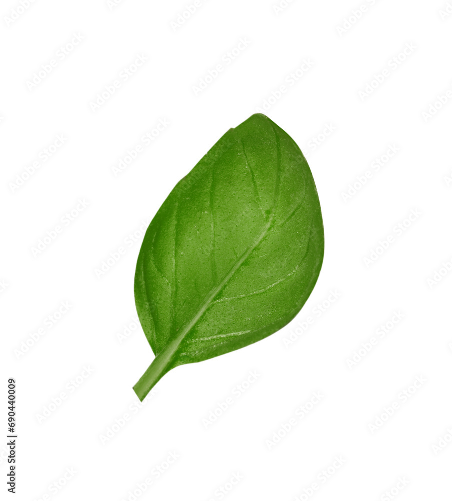 Obraz premium One green basil leaf isolated on white