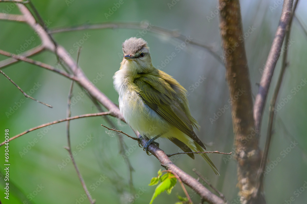 A Red-Eyed Vireo at Tawas Point State Park, in East Tawas, Michigan.