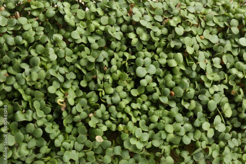 Growing microgreen. Many fresh daikon radish sprouts as background, top view Growing microgreen. Many fresh daikon radish sprouts as background, top view
