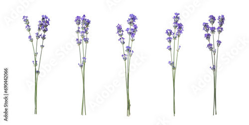 Beautiful lavender flowers isolated on white, set
