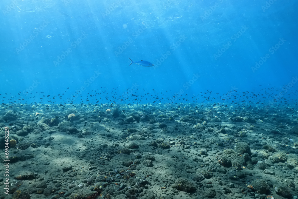 seascape panorama underwater flock of fish in the water seascape panorama underwater flock of fish in the water
