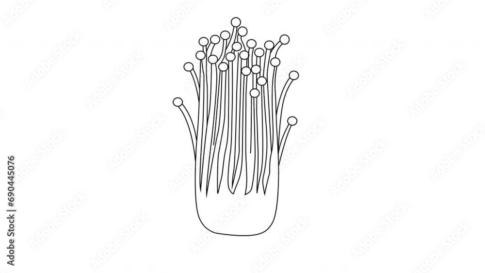 Enoki mushroom icon sketch animation Enoki mushroom icon sketch animation