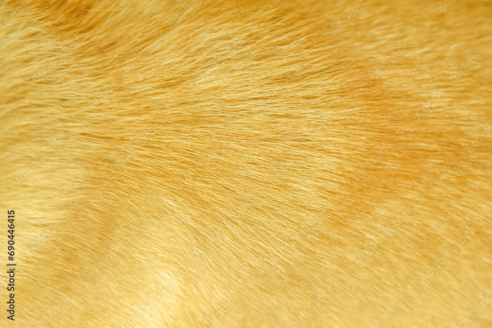 Fototapeta premium Gold brown fur texture or abstract dog hair background