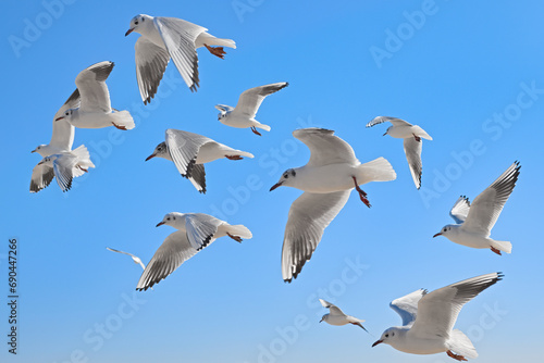 Seagulls soaring in the air with the blue color of sky in the background