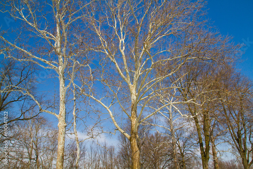 Sunny Winter Day with Tall Bare Trees in Fort Wayne, Indiana
