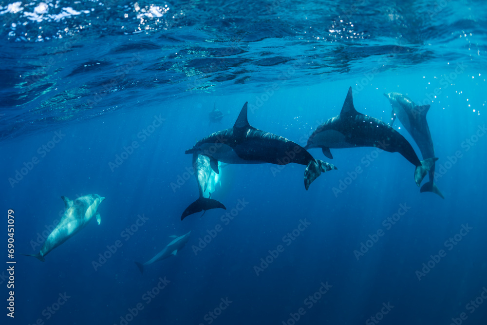 Fototapeta premium Underwater photo of wild dolphins, Australia