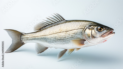 Raw seabass. One fresh sea bass fish isolated on white background with clipping path. generative ai photo