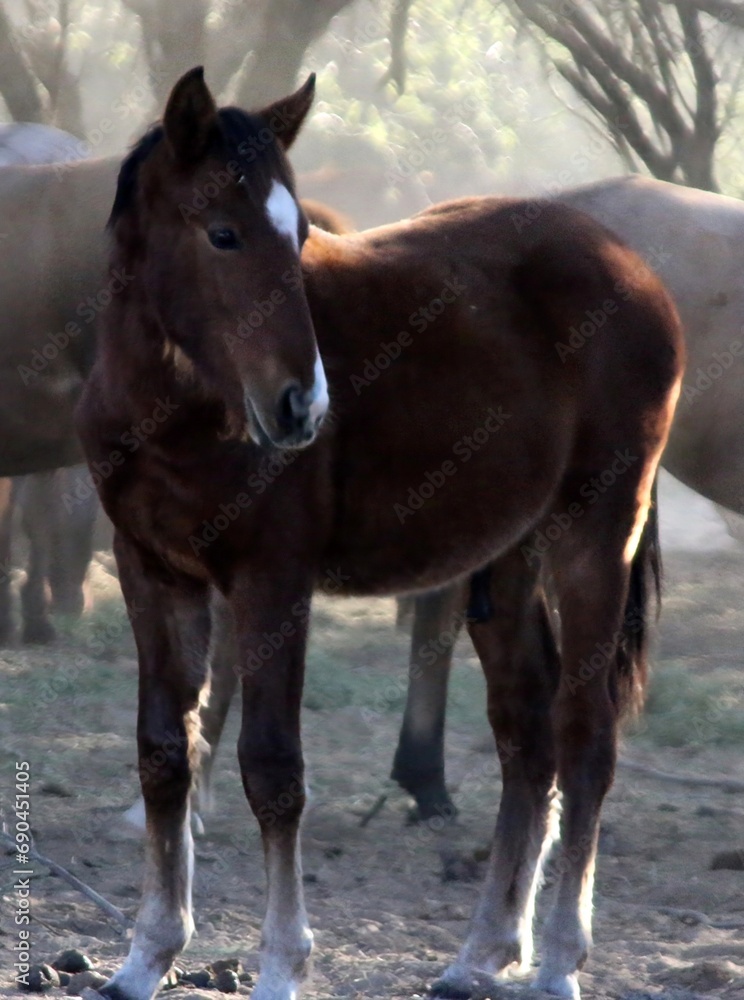 Fototapeta premium Juvenile Salt River Wild Horse