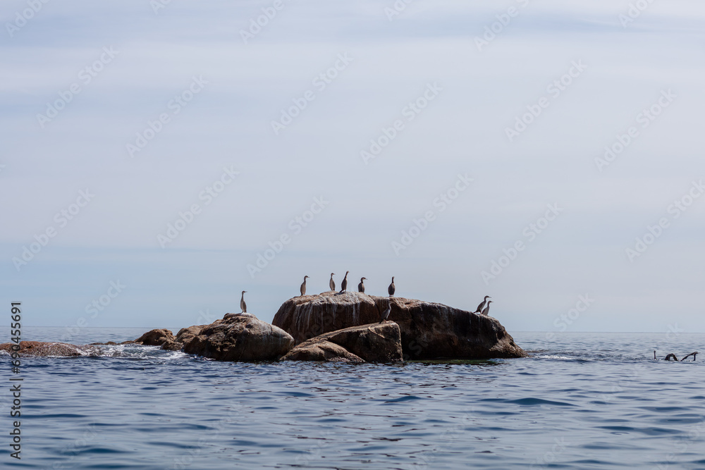 Flock of Shags (Cormorants, Phalacrocoracidae)  on a rock - Abel Tasman National Park, South Island, New Zealand