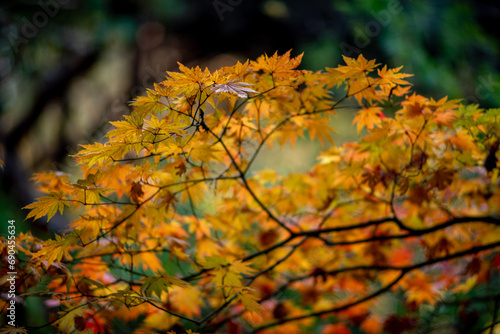 Red leaves foliage in Japan during the Momiji autumn season