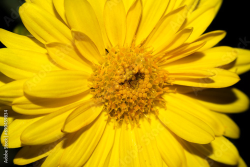 Closeup image of the yellow daisy flower