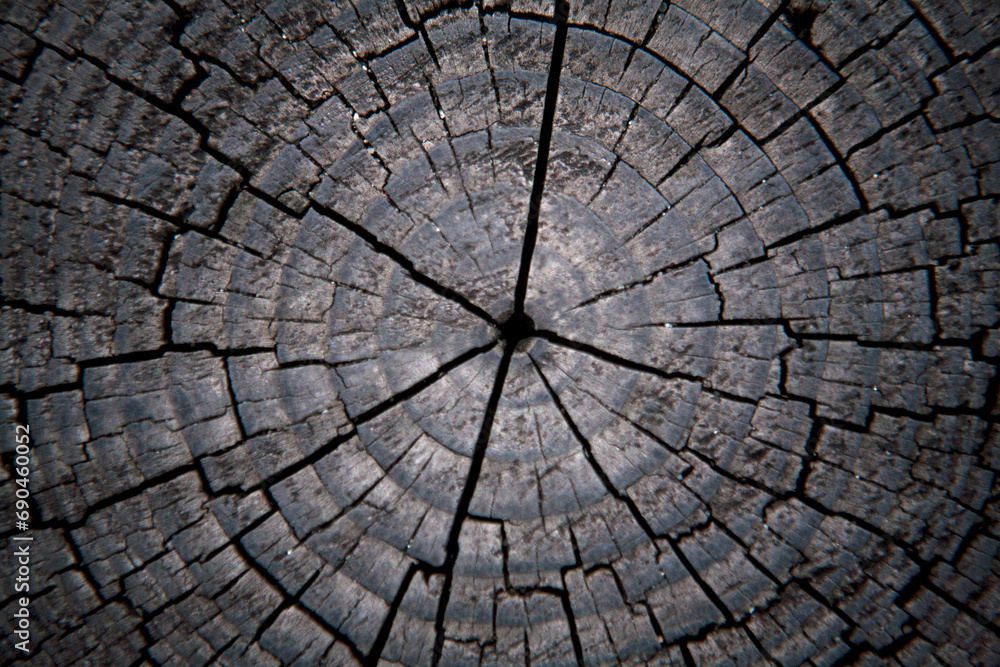 Fototapeta premium a section of a cracked tree