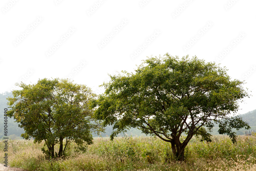 trees in the grasslands