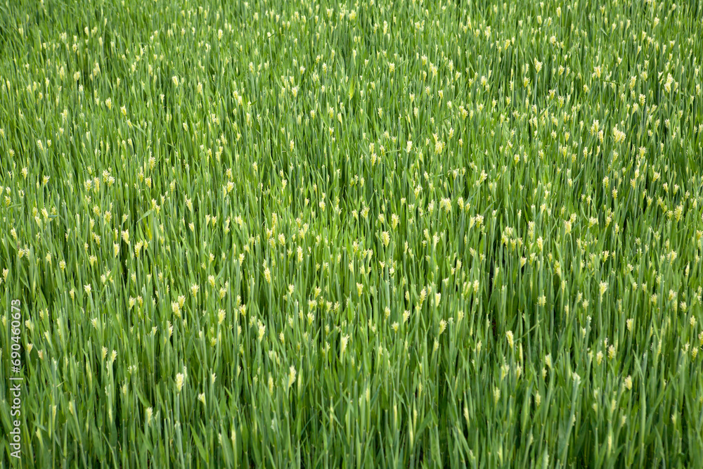 a field of barley in April a field of barley in April