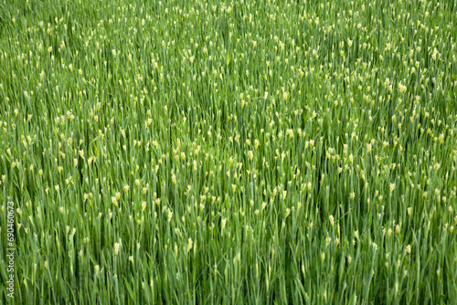 a field of barley in April