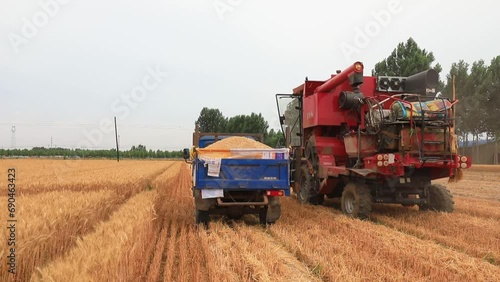 The harvester is dumping wheat in the fields, North China photo