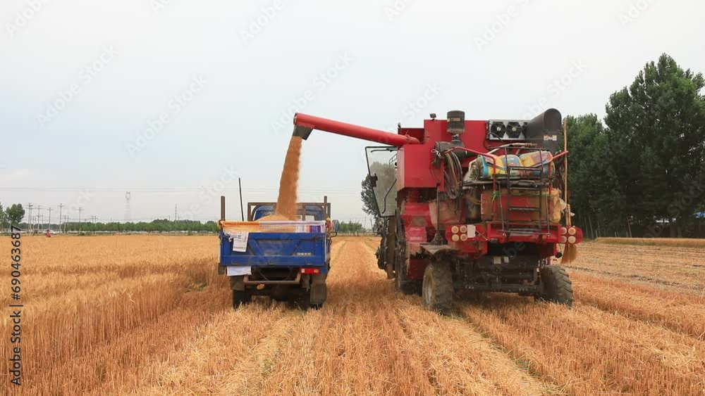 The harvester is dumping wheat in the fields, North China The harvester is dumping wheat in the fields, North China