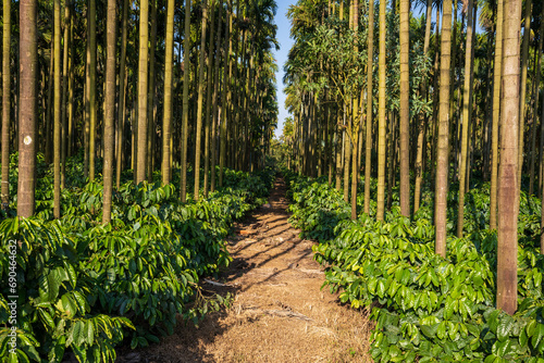 coffee tree farm with areca nut palm 