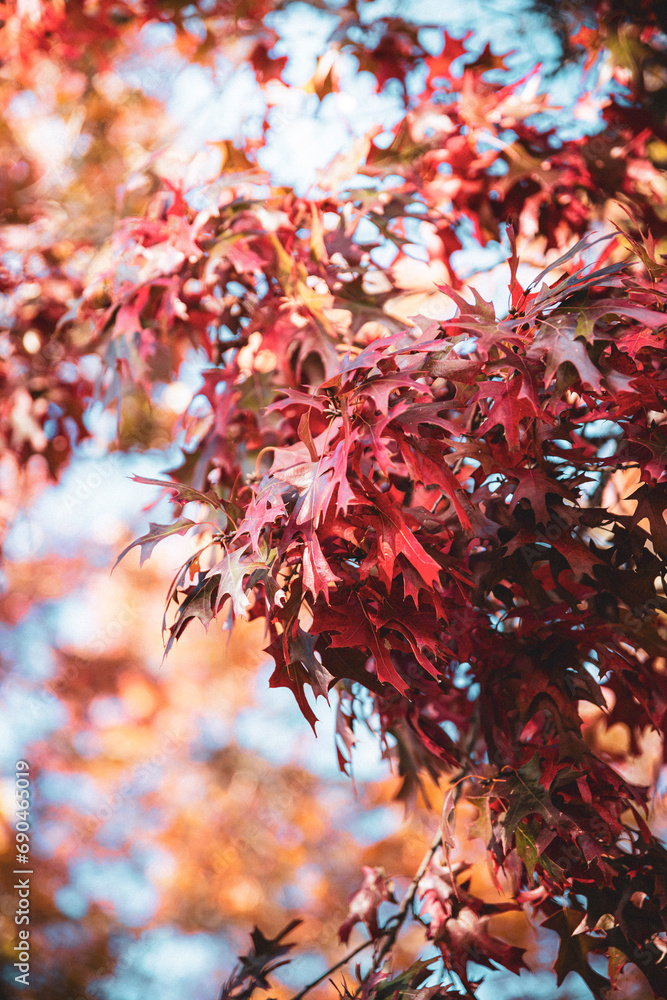 red autumn leaves red autumn leaves
