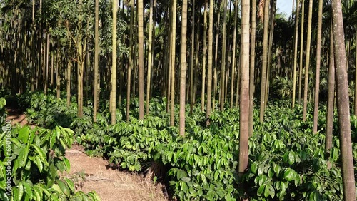 coffee tree farm with areca nut palm  photo