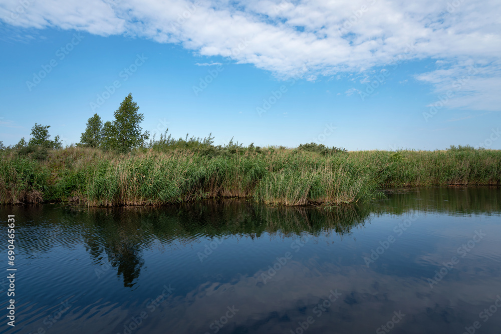 Common reed (Latin Phragmites australis) in a coastal lake on the site of a former amber quarry in the village of Yantarny on a sunny day, Kaliningrad region, Russia