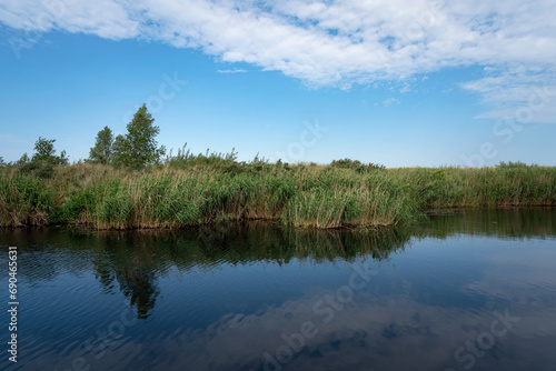 Common reed (Latin Phragmites australis) in a coastal lake on the site of a former amber quarry in the village of Yantarny on a sunny day, Kaliningrad region, Russia