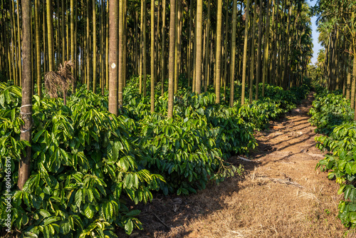 coffee tree farm with areca nut palm 