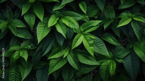 Fresh green leaves in tropical climate. Organic nature background wallpaper. © Muamanah