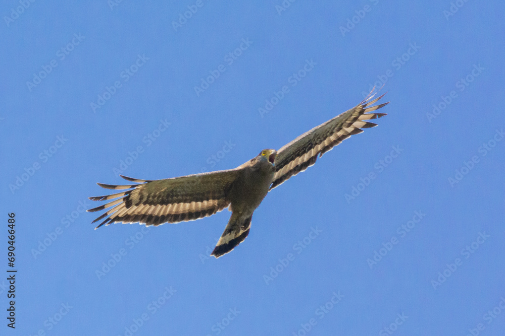 Eagle Eagle