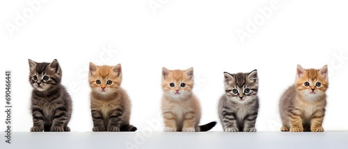 Kittens on White Background 