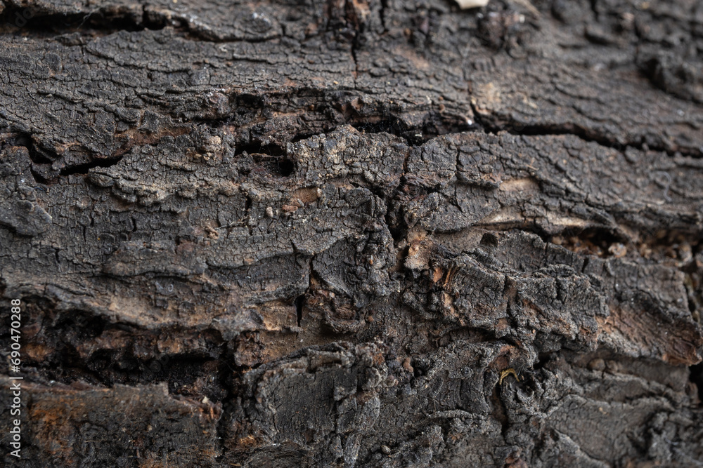 detalle de corteza de tronco de madera en proceso de secado natural detalle de corteza de tronco de madera en proceso de secado natural