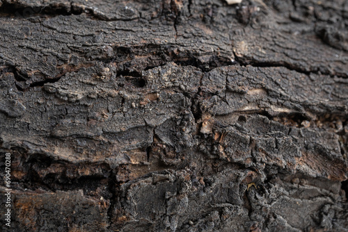 detalle de corteza de tronco de madera en proceso de secado natural