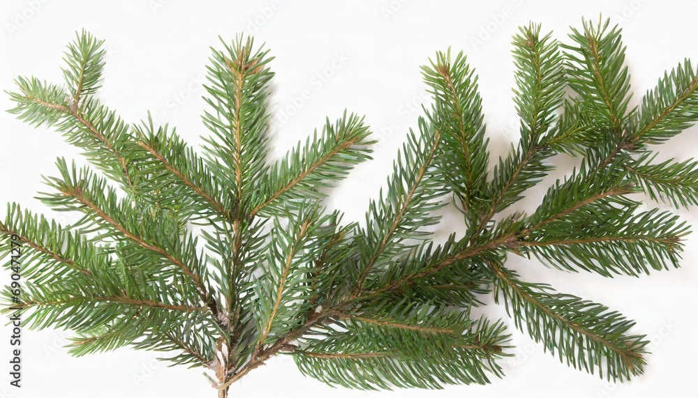 Pine tree leaf frame for special Christmas graphic needs Pine tree leaf frame for special Christmas graphic needs
