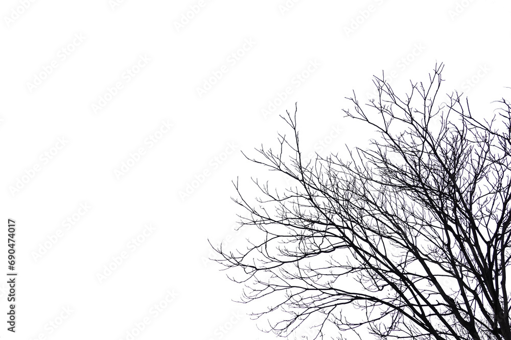 Fototapeta premium silhouette of a tree no leaves, winter trees png