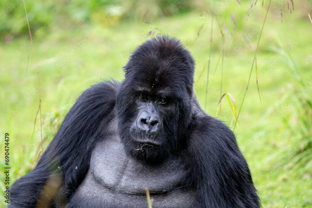 The endangered mountain gorillas (Gorilla beringei beringei) of Rwanda. The endangered mountain gorillas (Gorilla beringei beringei) of Rwanda.