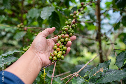 Coffee farm harvest coffee bean ripe berries plant fresh seed or bean coffee tree growth in green organic farm. Close up hands harvest ripe coffee seed robusta and arabica berry harvesting business.