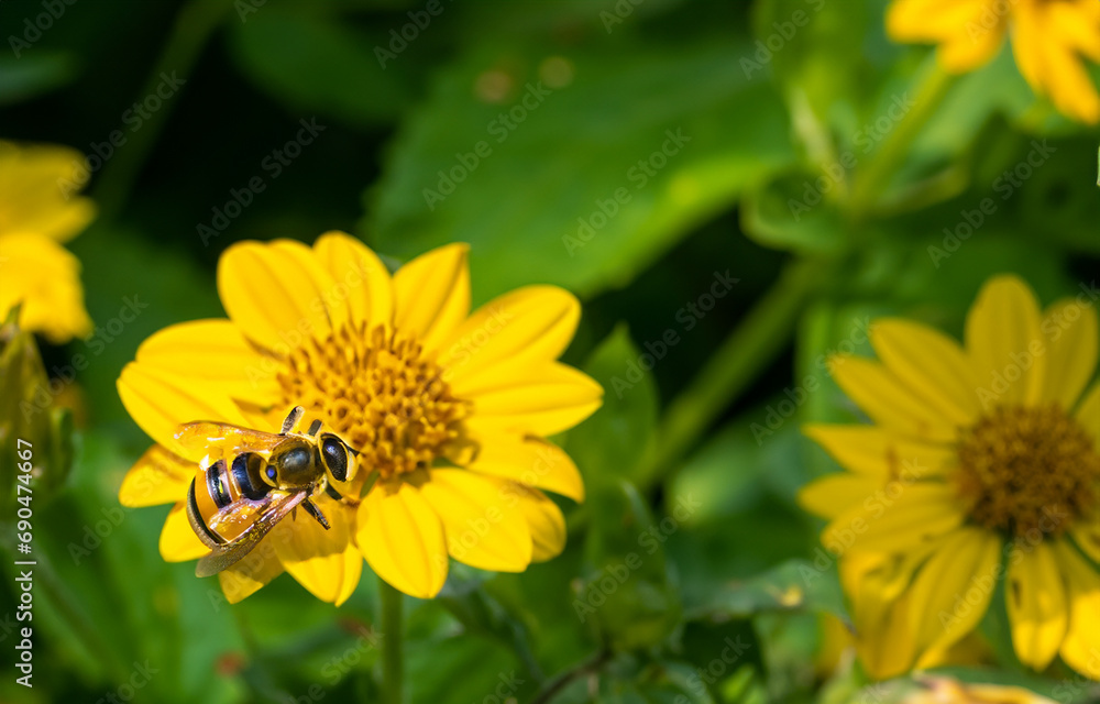 bee on a flower