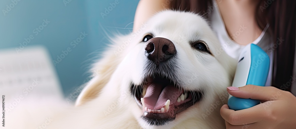 Dog's teeth are cleaned with an ultrasound device, resulting in perfectly white teeth. - obrazy, fototapety, plakaty 